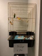 2 Agaponissen plus kooi, Dieren en Toebehoren, Ophalen, Zo goed als nieuw, Metaal, Vogelkooi