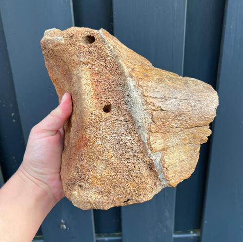 schouderblad mammoet fossiel, Verzamelen, Mineralen en Fossielen, Fossiel, Ophalen of Verzenden