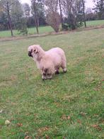 Walliser zwartneusschaap

3 stuks, Dieren en Toebehoren, Augustus, Vrouwelijk