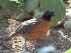 2-2 Zwartmasker boomkwartels, Dieren en Toebehoren, Vogels | Overige Vogels, Meerdere dieren, Tropenvogel, Geringd