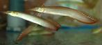 mastacemblus sp.red fin €19,95, Vis, Zoetwatervis