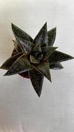 Gasteria Hippo GAST HIPPO, Ophalen, Vetplant, Minder dan 100 cm, Volle zon