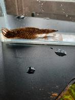 Ansistrus, Dieren en Toebehoren, Vis