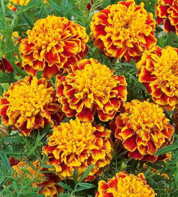 Vaste planten beschikbaar voor biedingen