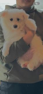 Sheltie Mix malteser, Dieren en Toebehoren, 8 tot 15 weken, Eén hond, Nederland, Particulier