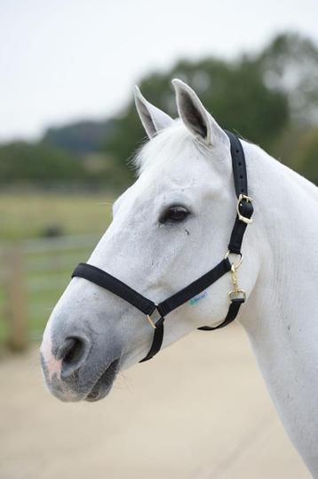 Bucas Halster Dublin Zwart of Zwart-Ziler, maat Cob en Full beschikbaar voor biedingen