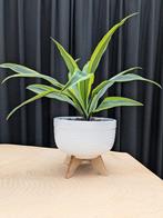 Leuke plant in bloempot op pootjes!, Overige soorten, Ophalen of Verzenden, In pot, Minder dan 100 cm