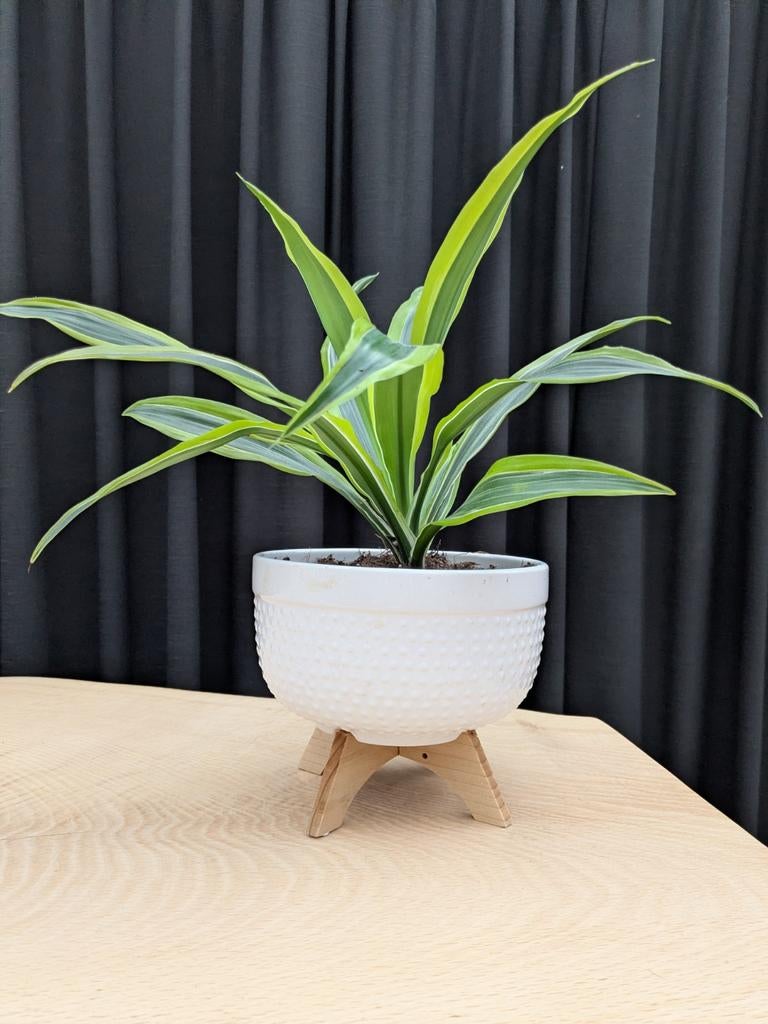 Leuke plant in bloempot op pootjes!, Huis en Inrichting, Kamerplanten, Overige soorten, Minder dan 100 cm, Groene kamerplant, In pot