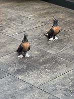 Takla miro, Dieren en Toebehoren, Vogels | Duiven