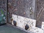 Diverse vogels, Dieren en Toebehoren, Meerdere dieren