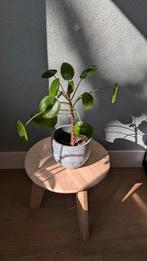 Pannenkoekplant exclusief pot, Ophalen, Overige soorten, Minder dan 100 cm, Volle zon