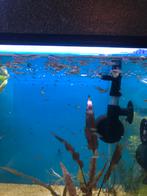 ACTIE 10 jonge Yellow King Tiger Cobra Guppen, Vis, Zoetwatervis