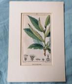 Antieke franse stippelgravure Châtaignier - Kastanjeboom, Antiek en Kunst, Kunst | Etsen en Gravures, Ophalen of Verzenden