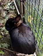 konijn dwerg, Dieren en Toebehoren, Konijnen
