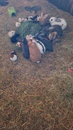 Verschillende konijnen-cavia's te koop., Meerdere dieren, Hangoor, 0 tot 2 jaar