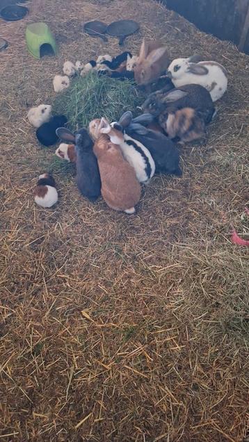 Verschillende konijnen-cavia's te koop. beschikbaar voor biedingen