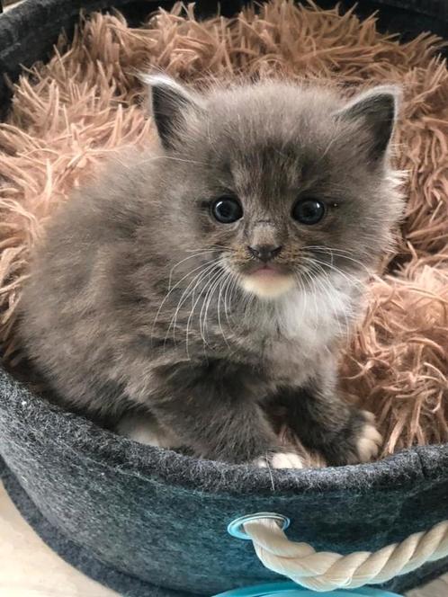 Nog 1 Prachtige Noorse Boskat x Ragdoll kitten, Dieren en Toebehoren, Katten en Kittens | Raskatten | Langhaar, Kater, 0 tot 2 jaar