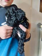 Cockapoo f1bb reutjes., 8 tot 15 weken, Meerdere, Nederland, Particulier