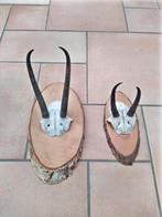 Gewei hoorns van antiloop uit Afrika, Verzamelen, Dierenverzamelingen, Ophalen of Verzenden, Zo goed als nieuw, Hert, Gewei of Kop