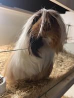Choco buff wit peruvian cavia zeugje, Vrouwelijk, Tam, Maart, Cavia