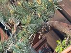 Pre bonsai, Pinus Sylvestris, Tuin en Terras, Minder dan 100 cm, Overige soorten, Ophalen of Verzenden