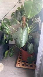 Monstera, Huis en Inrichting, Kamerplanten, Ophalen, Groene kamerplant