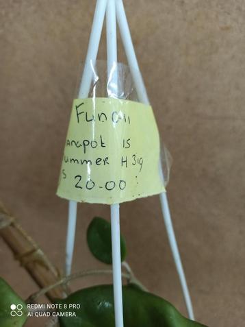 Hoya fungii in hangpot 15 nummer H319 beschikbaar voor biedingen