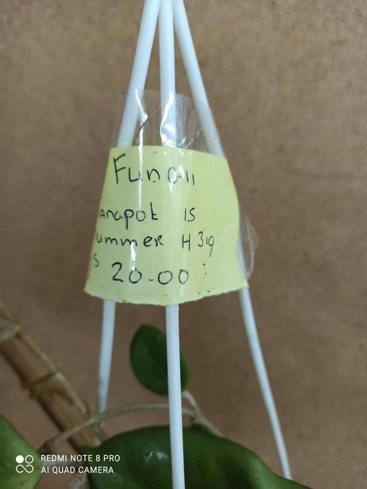 Hoya fungii in hangpot 15 nummer H319, Huis en Inrichting, Kamerplanten, Minder dan 100 cm, Halfschaduw, Ophalen of Verzenden