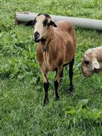 Te koop stamboek Barbados Black Belly rammen zwoegervrij, Mannelijk, Schaap