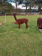 Alpaca merrie drachtig, Mei, Vrouwelijk