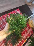 Bolbitis heudelotii, Ophalen, Zo goed als nieuw, Plant(en), Steen of Hout