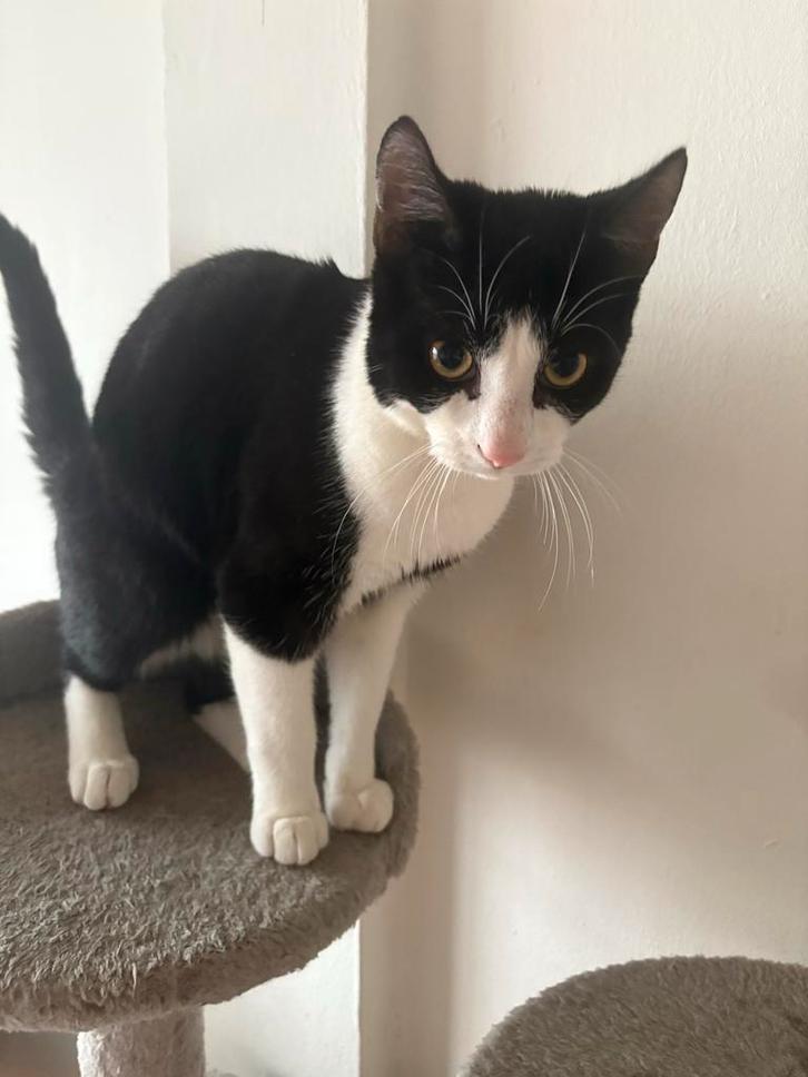 Kittens 7 maanden oud, Dieren en Toebehoren, Katten-accessoires, Nieuw, Ophalen