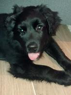 Reutje pup herder x golden retriever, Reu, 8 tot 15 weken, Parvo, Eén hond