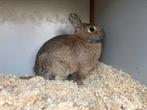Dwerg Konijntje, Dieren en Toebehoren, Konijnen, Mannelijk, Dwerg