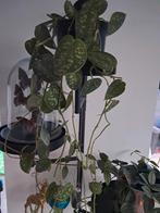 Scindapsus stekjes, Ophalen, Overige soorten, Minder dan 100 cm