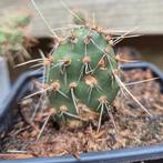 Opuntia Arenaria schijfcactussen 2x , winterhard, Ophalen of Verzenden, Volle zon, Overige soorten, Minder dan 100 cm