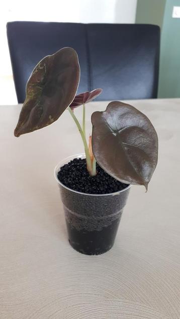 Alocasia Cuprea / Red secret beschikbaar voor biedingen