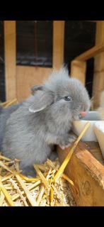 TeddyWidder X Dwergkonijn. Twee grijze konijntjes., Dieren en Toebehoren, Konijnen, Meerdere dieren, Dwerg