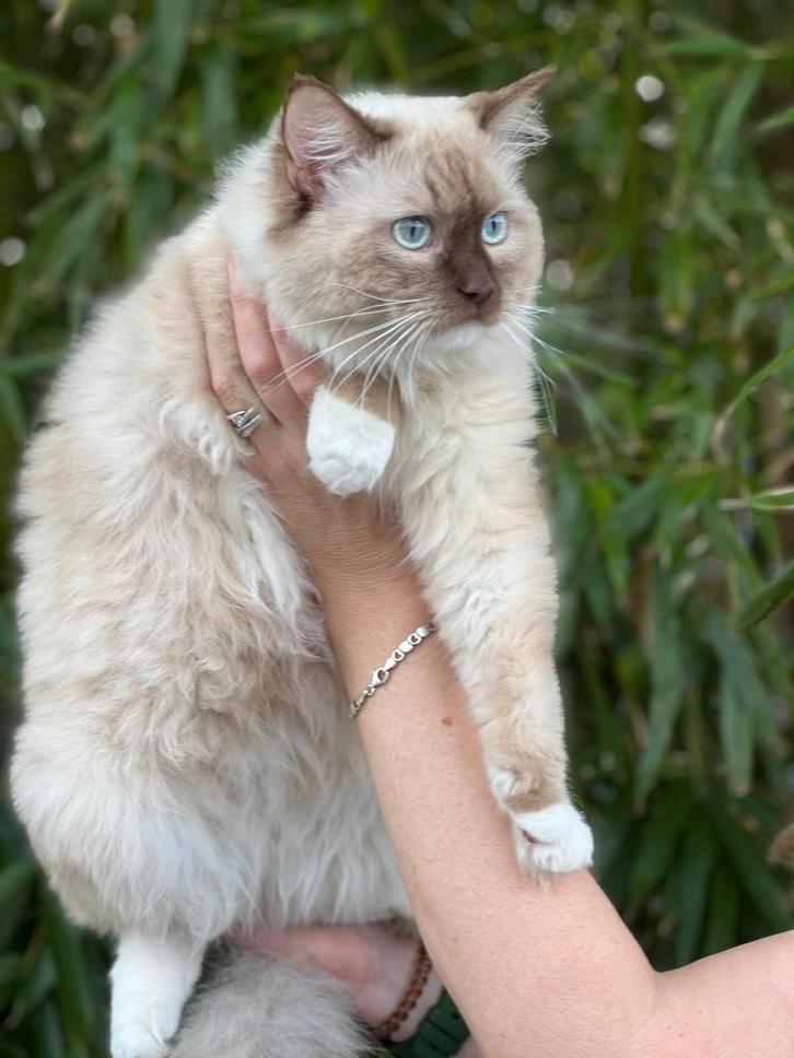 Super mooie dekkater stamboom cinnamon dragend niet te koop, Dieren en Toebehoren, Katten en Kittens | Dekkaters, 0 tot 2 jaar