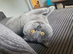 Ervaren dekkater 100 % Britse kort haar met dekgarantie, Dieren en Toebehoren, Katten en Kittens | Dekkaters