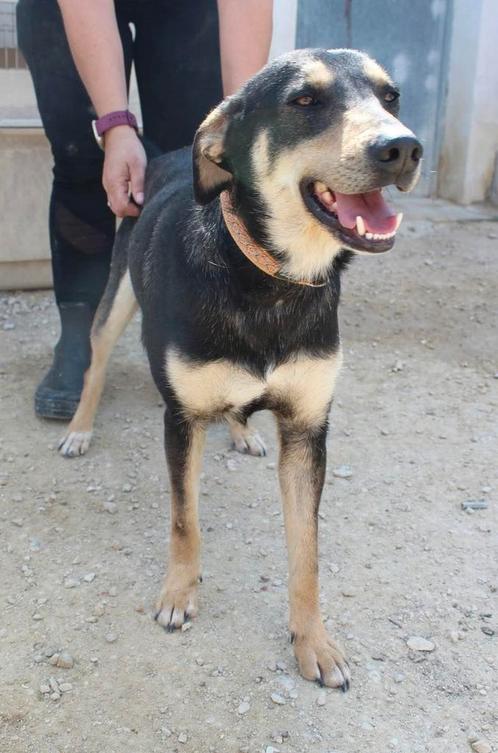 TINO reu lief sociaal vrolijk gezond 1jr/50cm/17kg, Dieren en Toebehoren, Honden | Niet-rashonden, Middel, Reu, Particulier, Meerdere