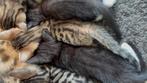 Bengaalse kittens x bicolor mogen nu weg!, Dieren en Toebehoren, Katten en Kittens | Raskatten | Korthaar, Geslacht onbekend, 0 tot 2 jaar