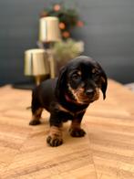 Standaard Ruwhaar Teckel pups met FCI stamboom, 8 tot 15 weken, Teef, Meerdere, Ruwhaar