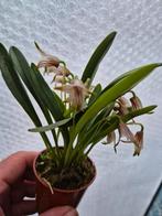 Orchidee Masdevallia Straitella p7, Huis en Inrichting, Kamerplanten, Ophalen of Verzenden, Halfschaduw, Minder dan 100 cm