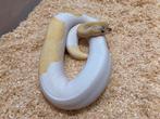 0.1 Ivory Pied ball python regius te koop, Dieren en Toebehoren, Slang, Tam, 0 tot 2 jaar