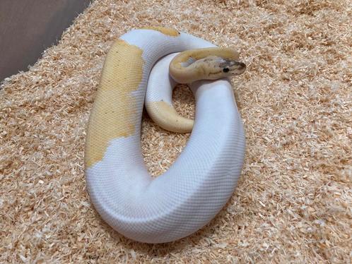 0.1 Ivory Pied ball python regius te koop, Dieren en Toebehoren, Reptielen en Amfibieën, Slang, 0 tot 2 jaar, Tam