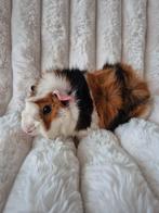 Cavia Borstel Fokbeer., Dieren en Toebehoren, Knaagdieren, December, Mannelijk, Cavia