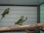 kweekkoppel Alexander parkieten, Dieren en Toebehoren, Vogels | Parkieten en Papegaaien, Meerdere dieren, Parkiet, Geringd