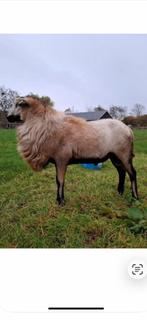 Maasduinen ram, Ruischaap, Mannelijk, Schaap
