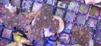 Pocilopora koraal zeewater aquarium, Dieren en Toebehoren, Overige typen